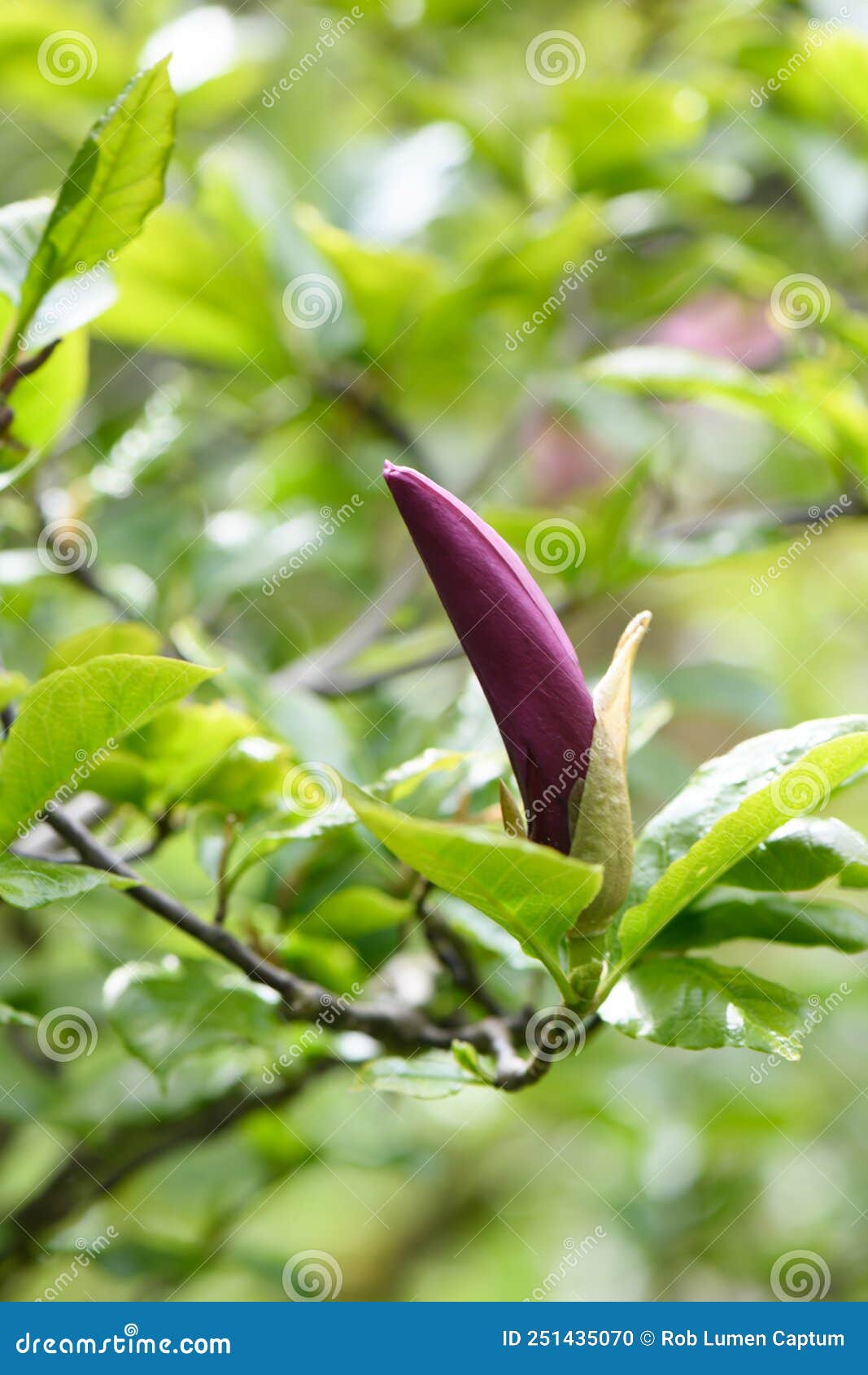 mulan magnolia liliiflora nigra, purple bud